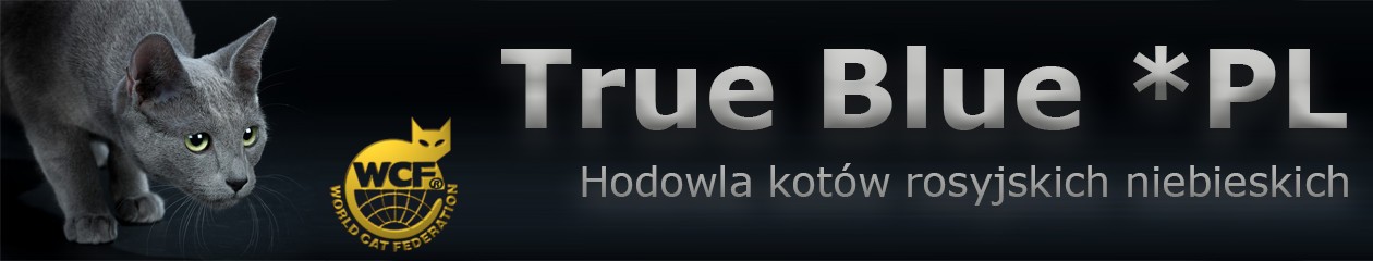 Koty rosyjskie niebieskie True Blue*PL